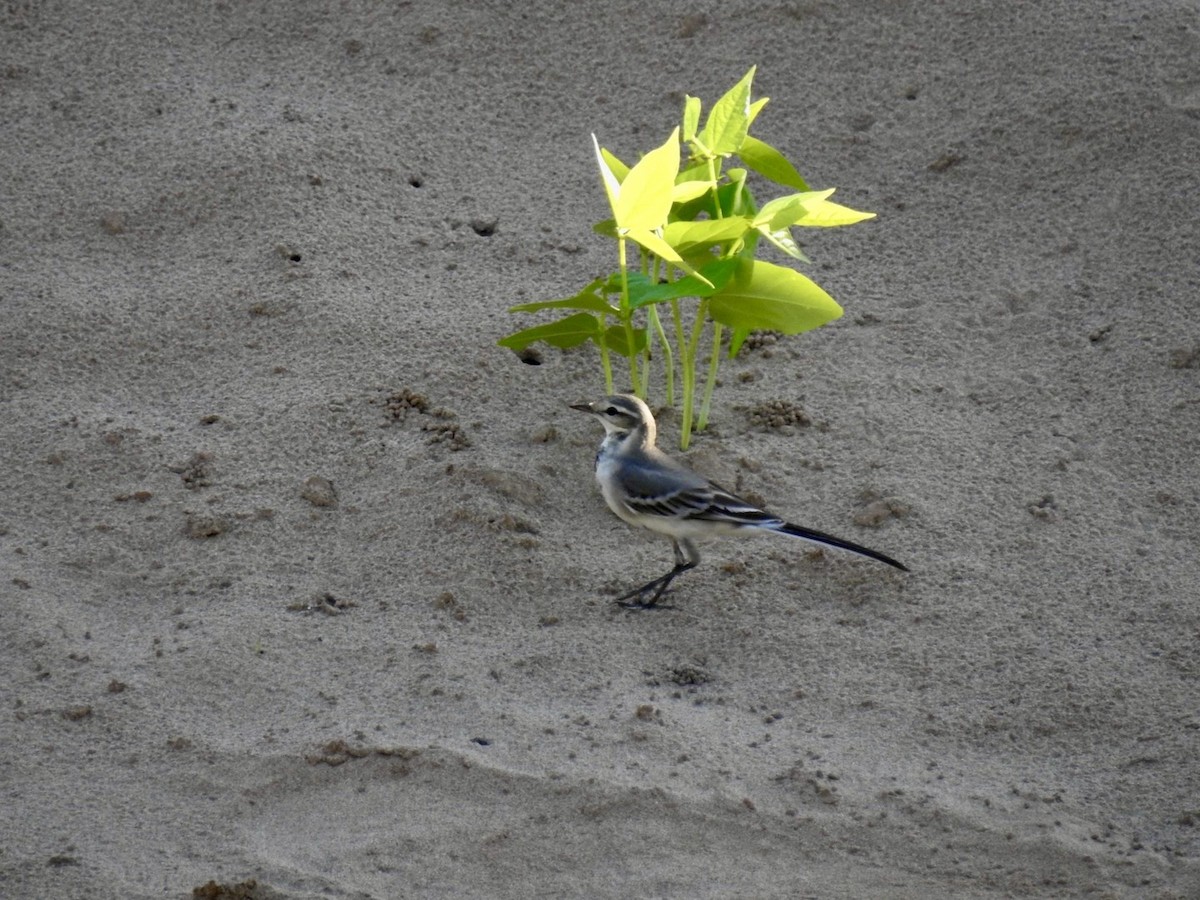 Bergeronnette grise - ML645050711