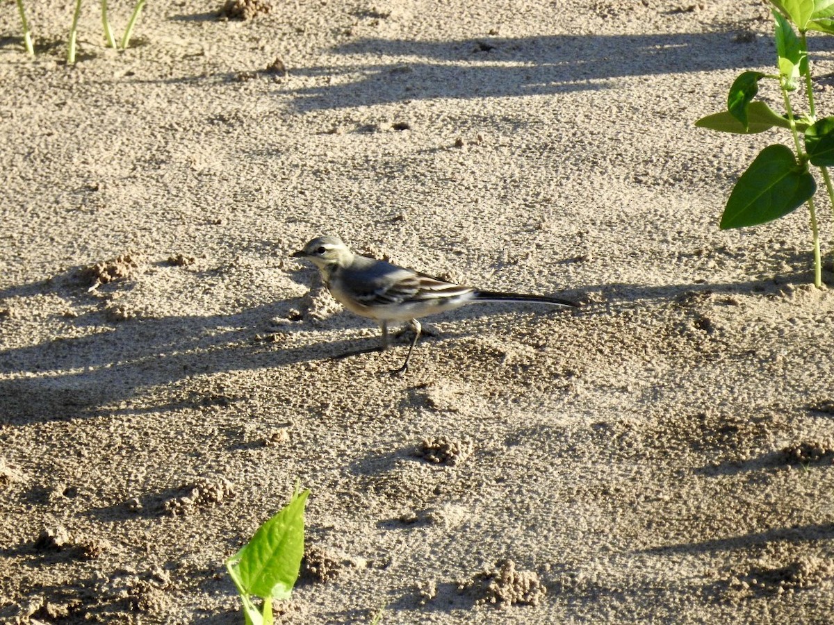 Bergeronnette grise - ML645050712