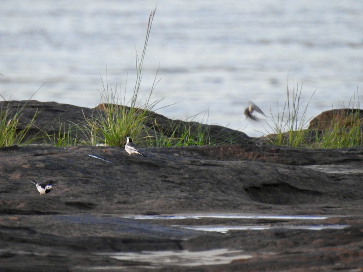 Bergeronnette grise - ML645050713