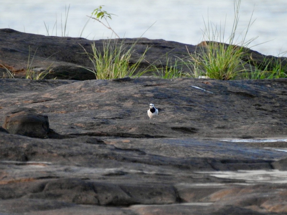 Bergeronnette grise - ML645050714