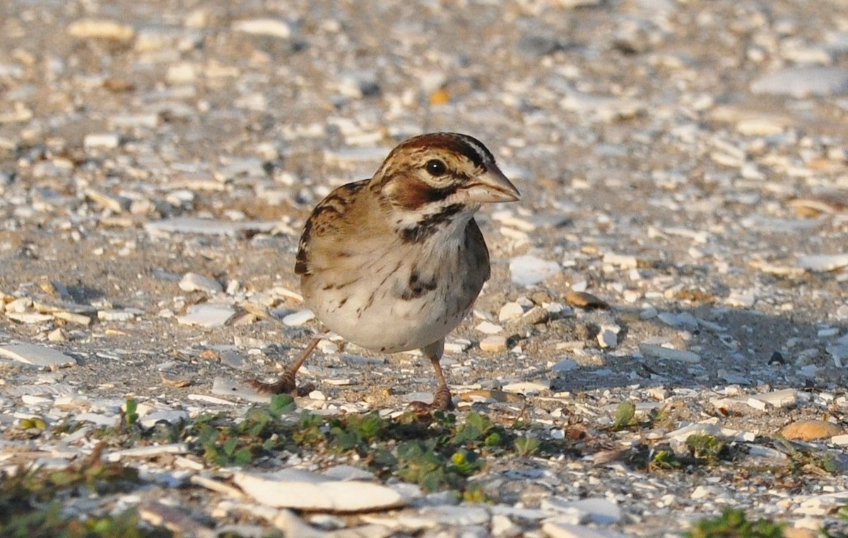 Lark Sparrow - ML645050719