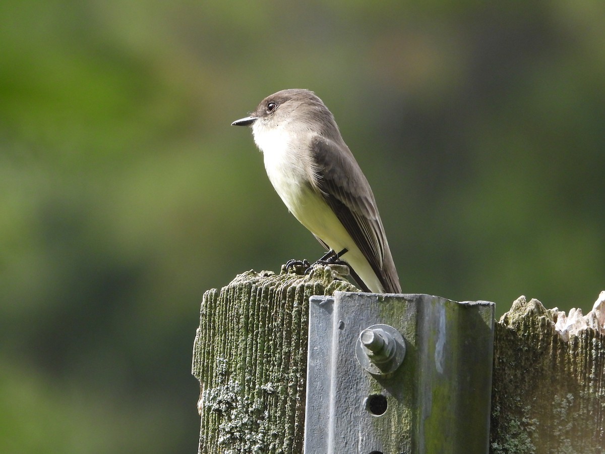 Weißbauch-Phoebetyrann - ML645050730