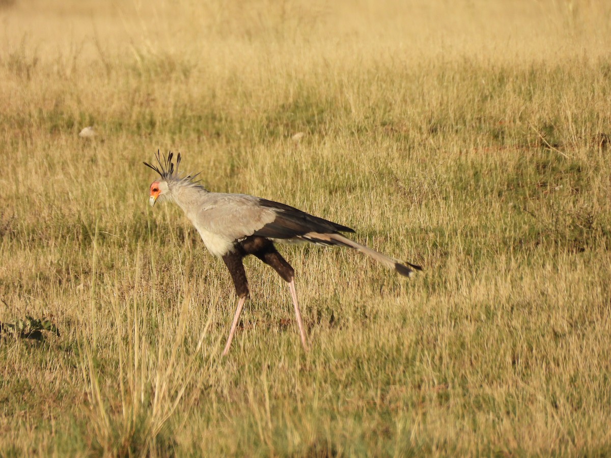 Secretarybird - ML645050749
