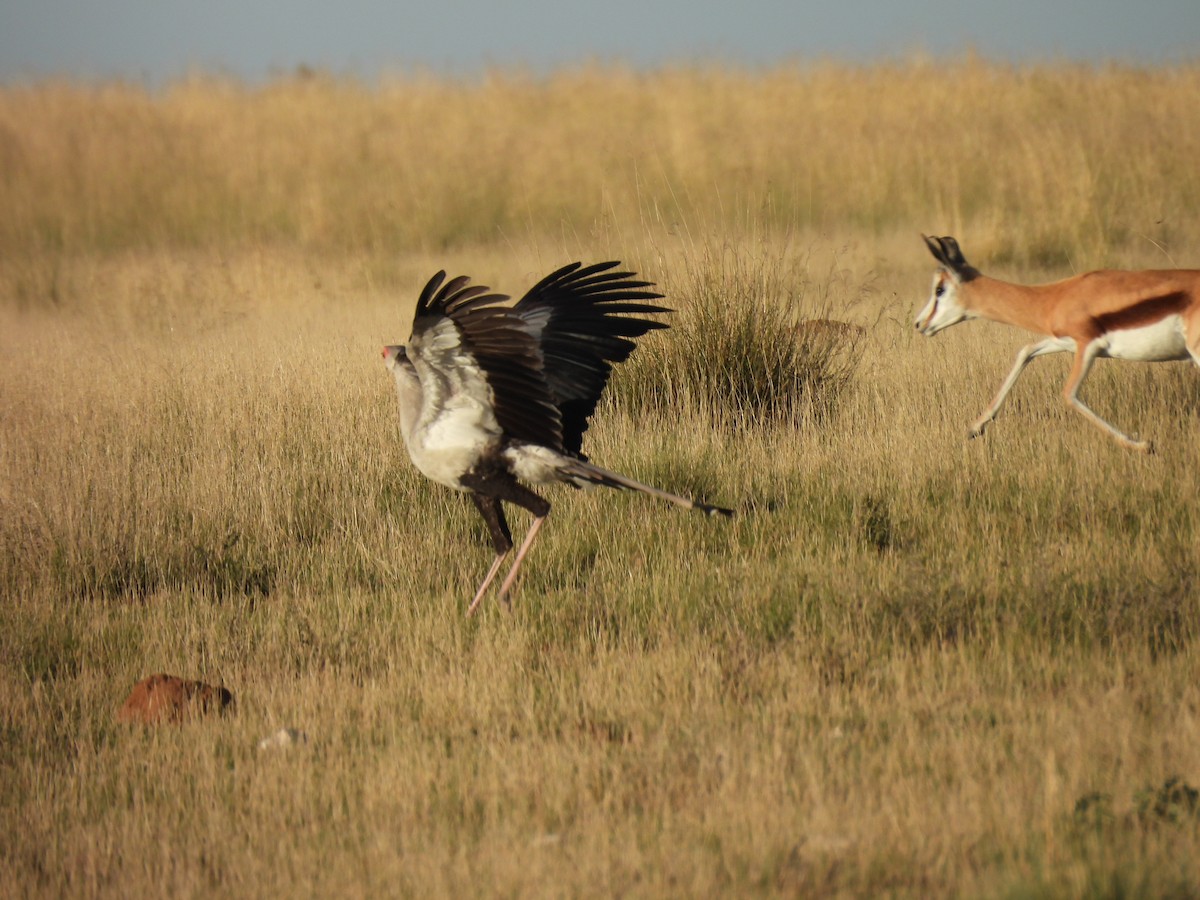 Secretarybird - ML645050750