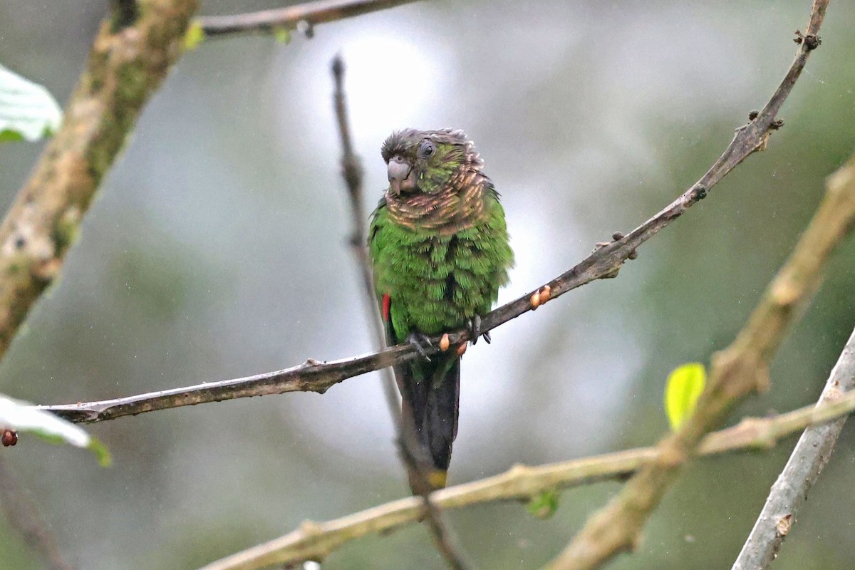 Maroon-tailed Parakeet - ML645050752