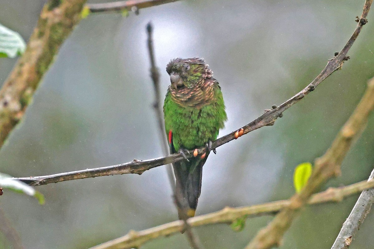 Maroon-tailed Parakeet - ML645050753