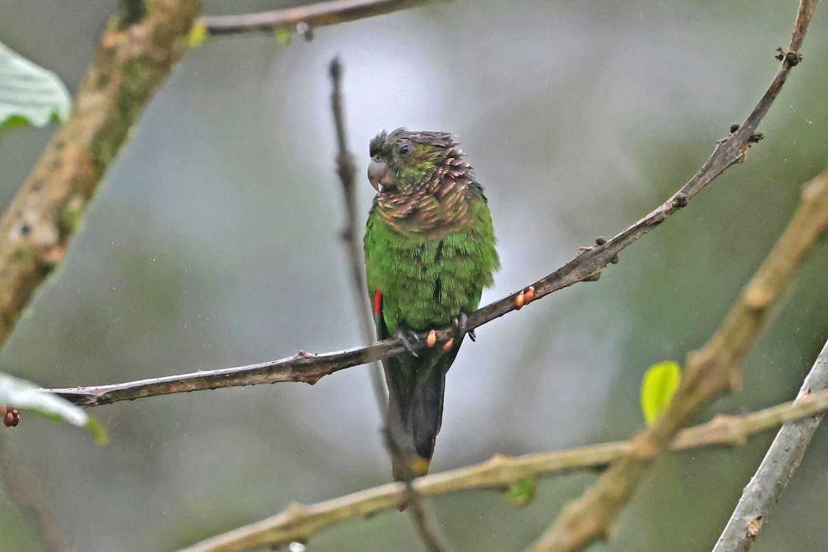 Maroon-tailed Parakeet - ML645050754