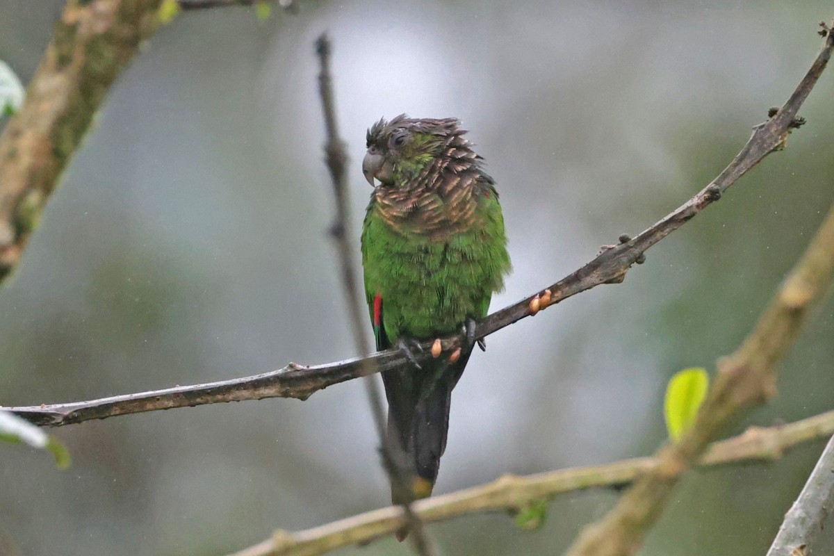 Maroon-tailed Parakeet - ML645050755