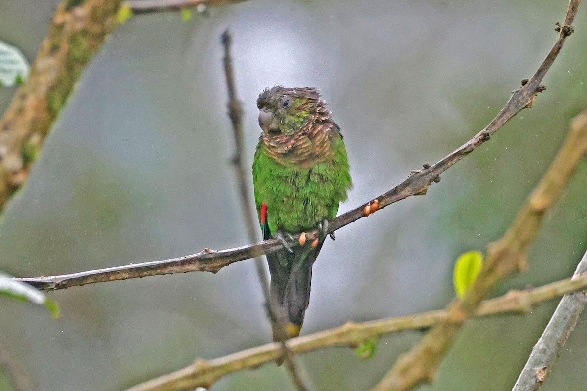 Maroon-tailed Parakeet - ML645050756