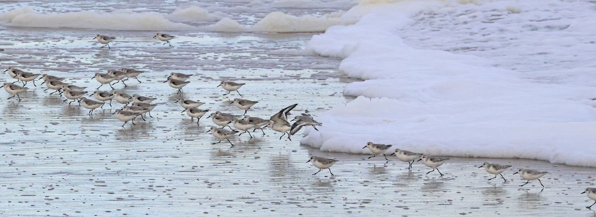 Txirri zuria - ML645050757