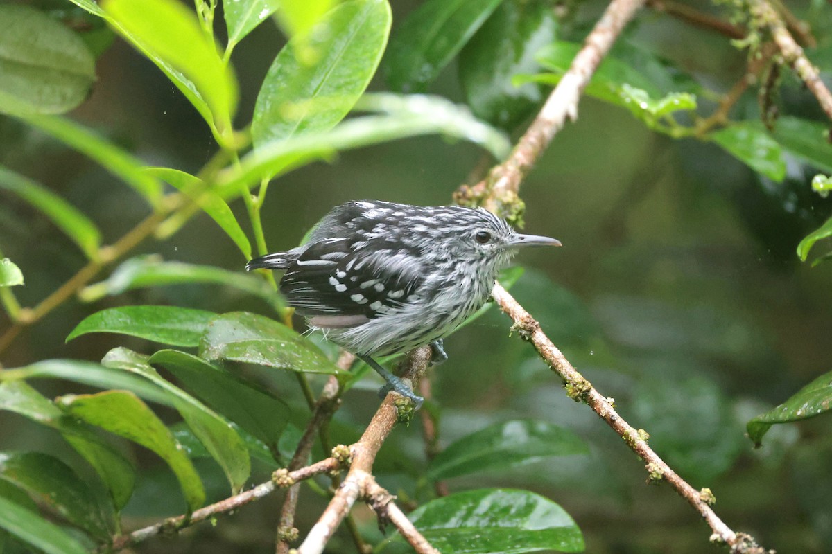 Pacific Antwren - ML645050767