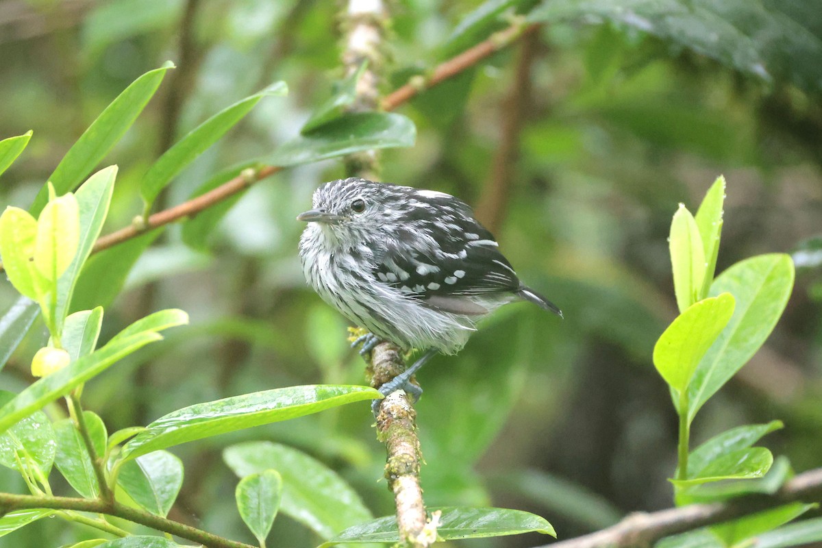 Pacific Antwren - ML645050768