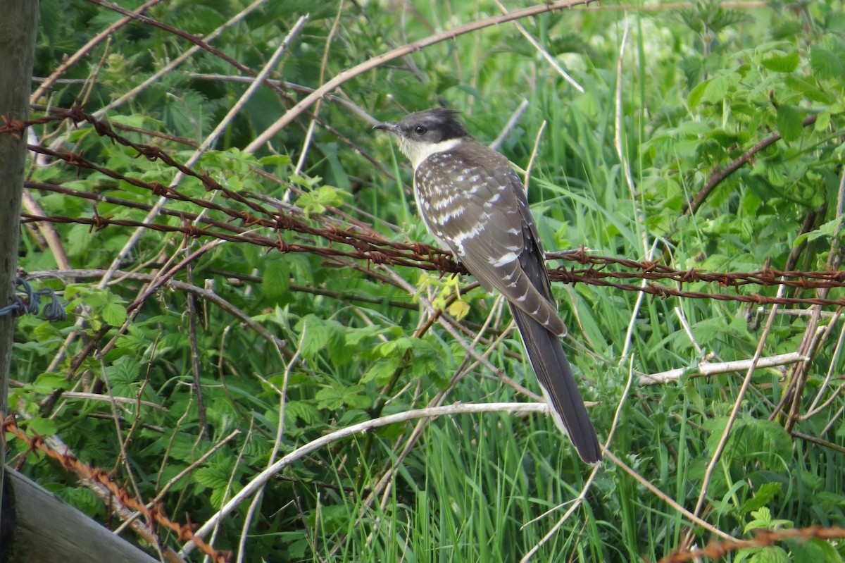 Зозуля чубата - ML645050770