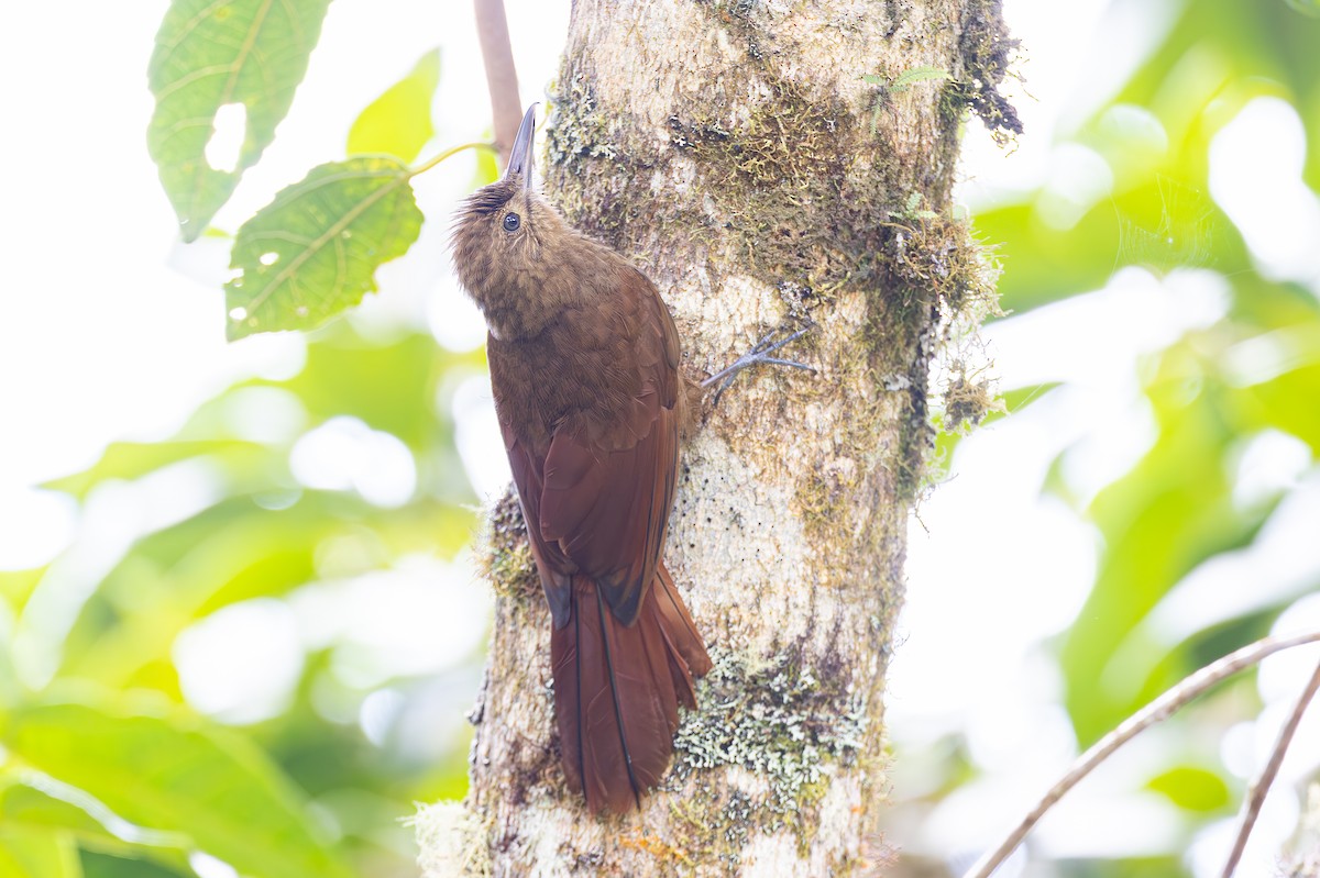 Tyrannine Woodcreeper - ML645050771