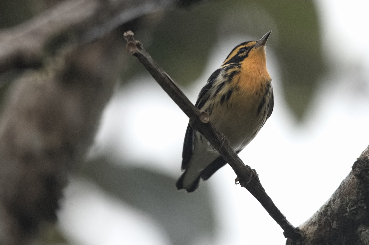 hemlokkparula - ML645050778