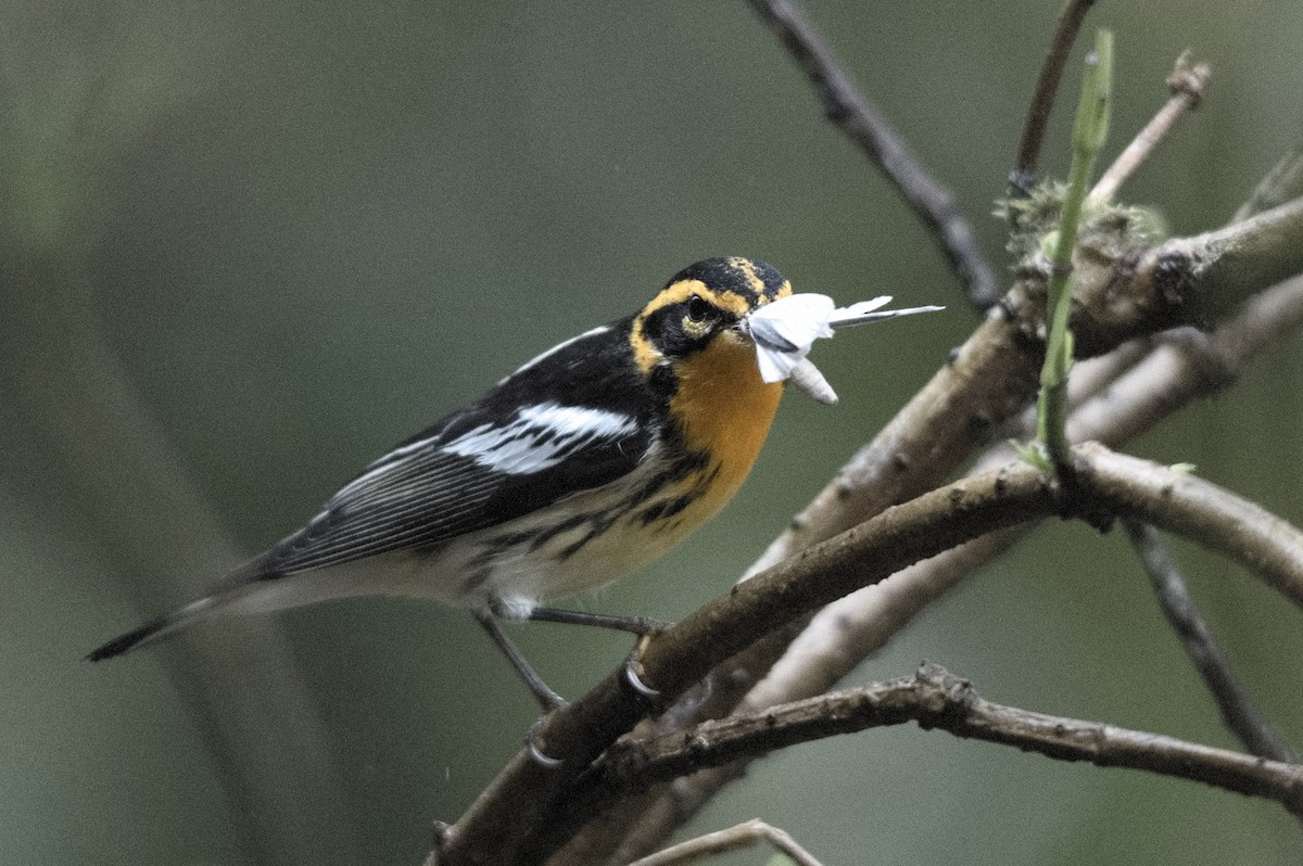 hemlokkparula - ML645050779