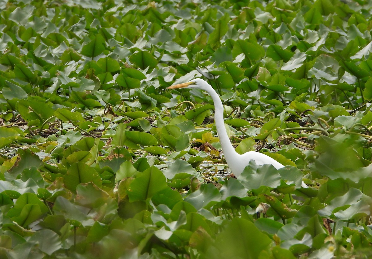 Silberreiher - ML645050790