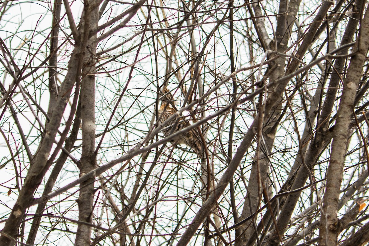 Hazel Grouse - ML645050797