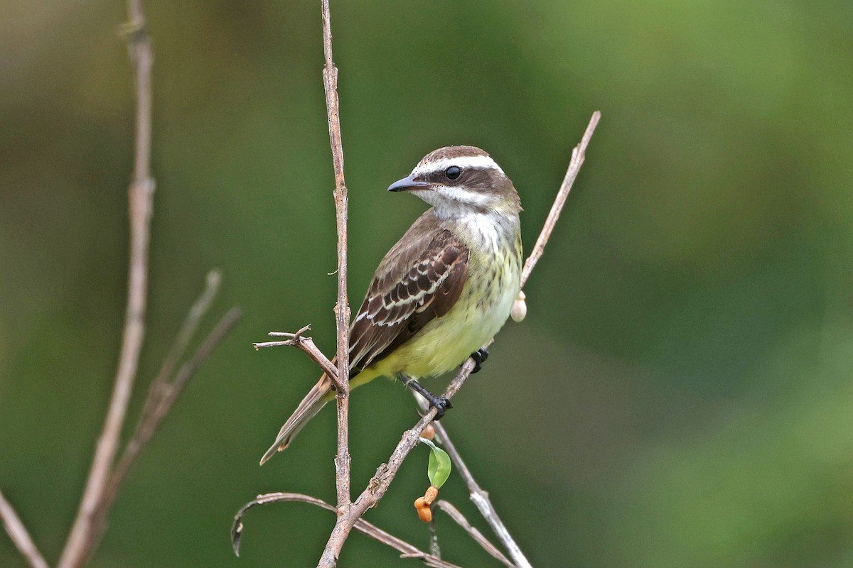 Piratic Flycatcher - ML645050810
