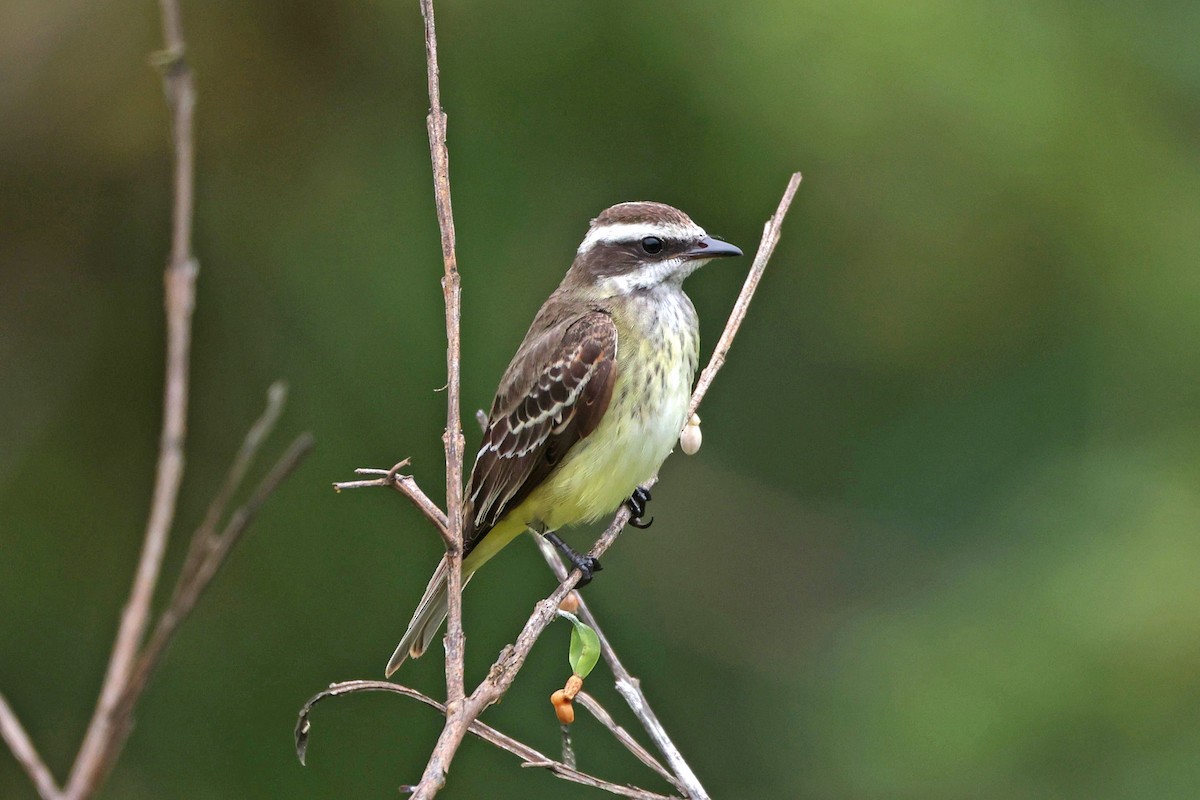 Piratic Flycatcher - ML645050811