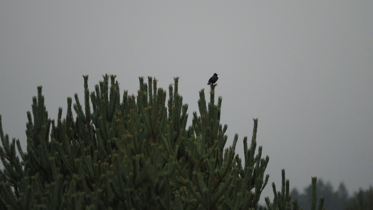 Arabazozo beltza - ML645050836