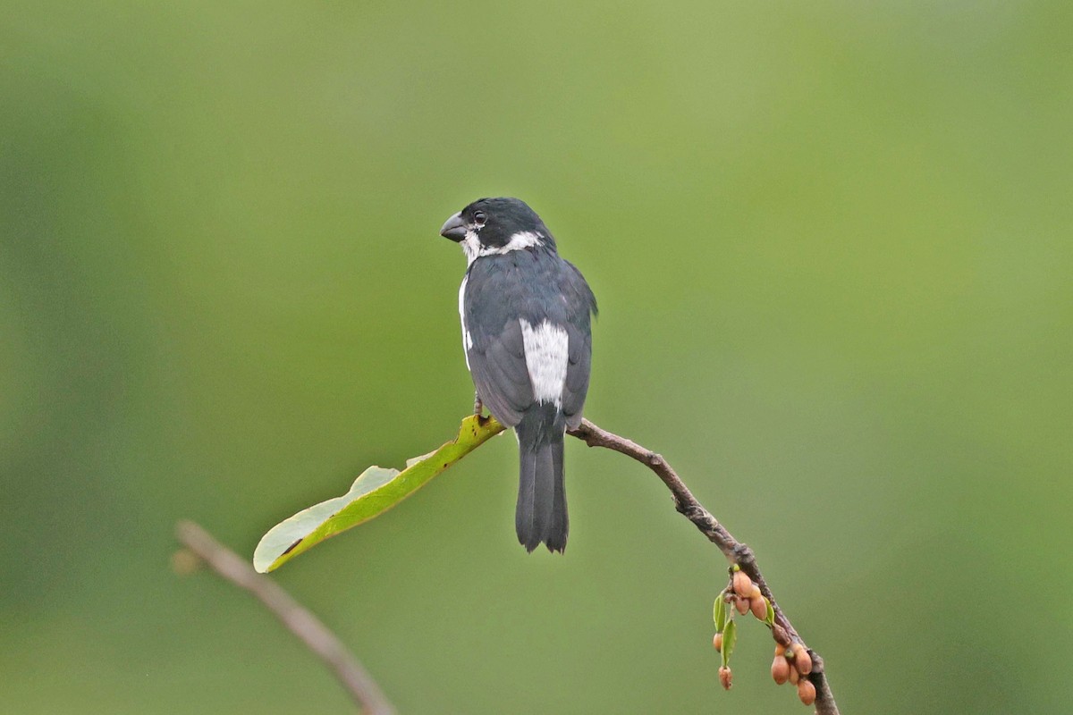 Variable Seedeater - ML645050842