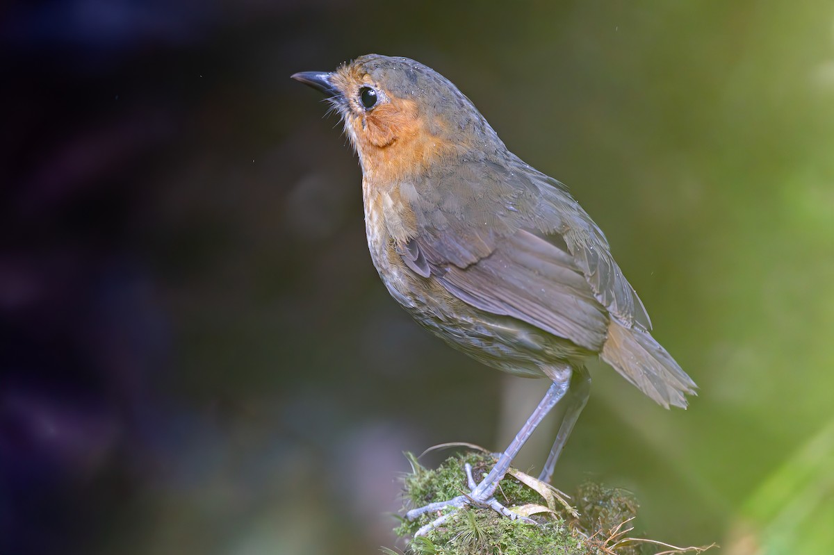 Rufous-faced Antpitta - ML645050843