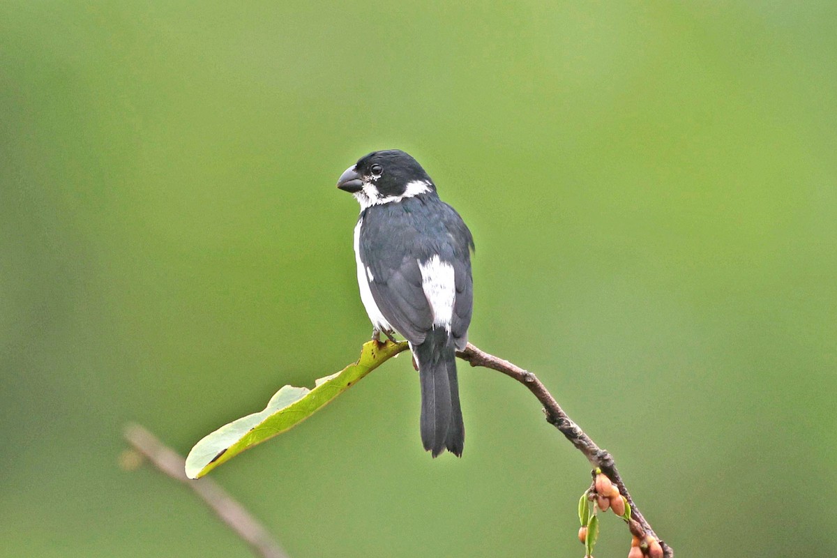 Variable Seedeater - ML645050844