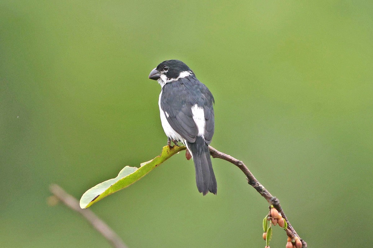 Variable Seedeater - ML645050845
