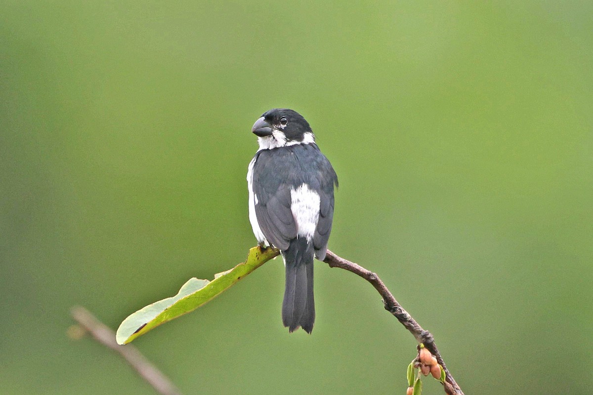 Variable Seedeater - ML645050846