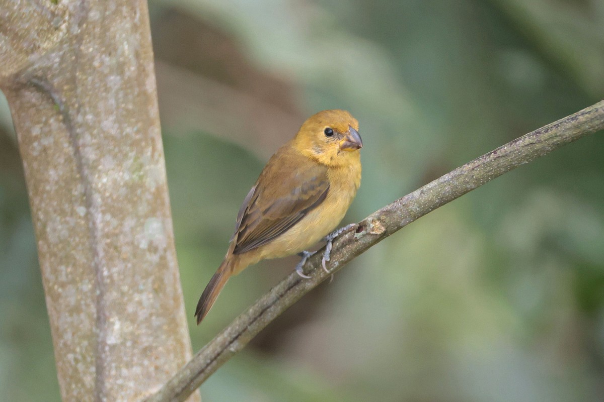 Variable Seedeater - ML645050847