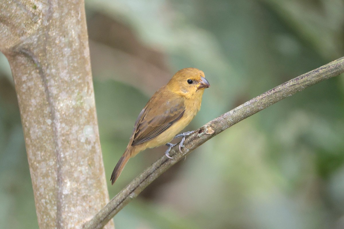 Variable Seedeater - ML645050848