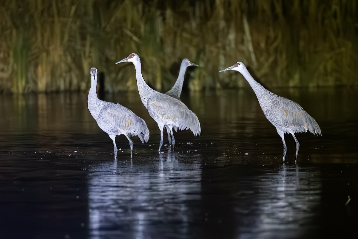Sandhill Crane - ML645050851
