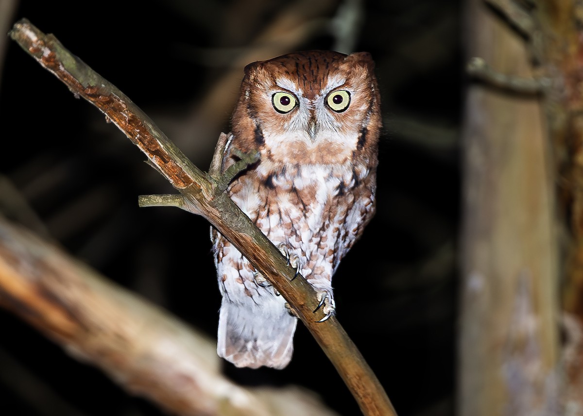 Eastern Screech-Owl - ML645050853
