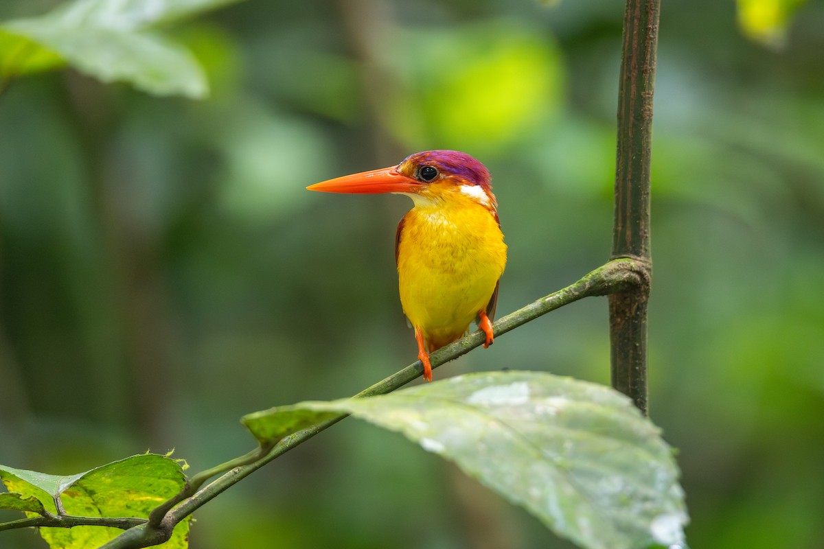 Rufous-backed Dwarf-Kingfisher - ML645050855