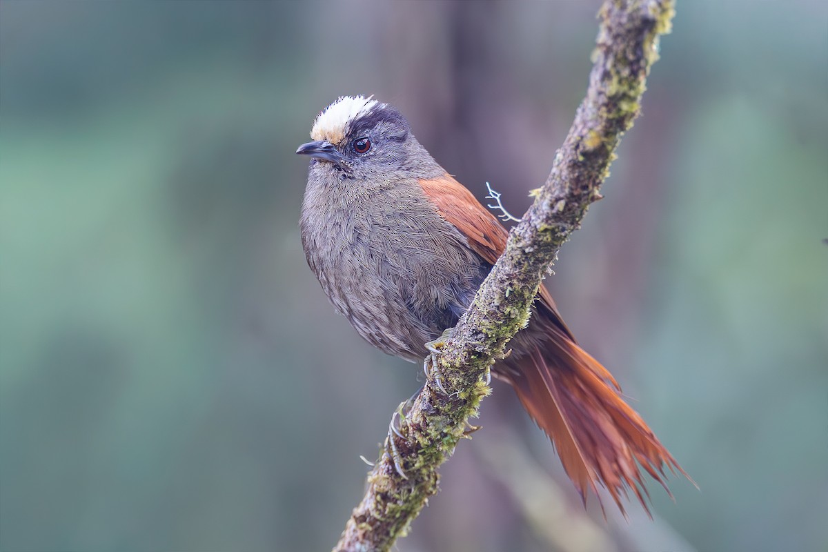 Light-crowned Spinetail - ML645050873