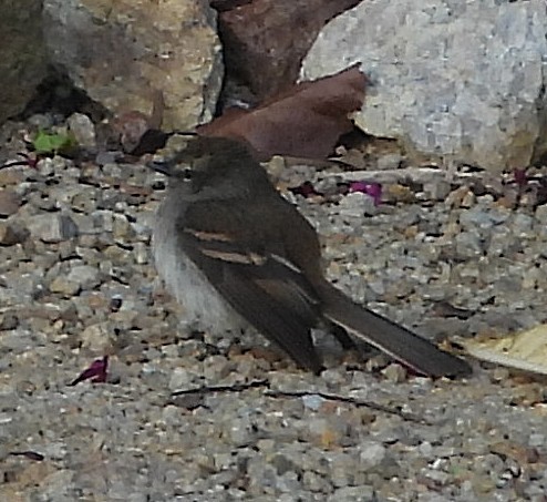 Fuscous Flycatcher (Fuscous) - ML645050874