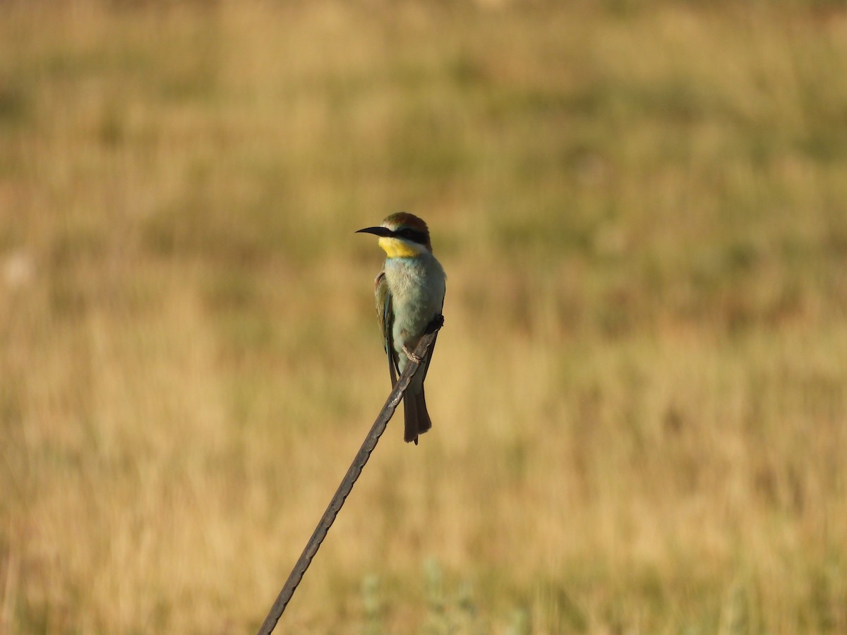 European Bee-eater - ML645050886