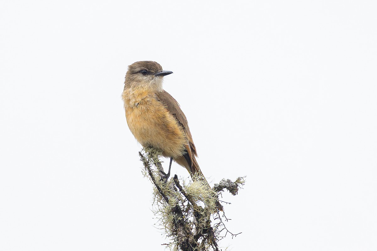 Rufous-bellied Bush-Tyrant - ML645050894