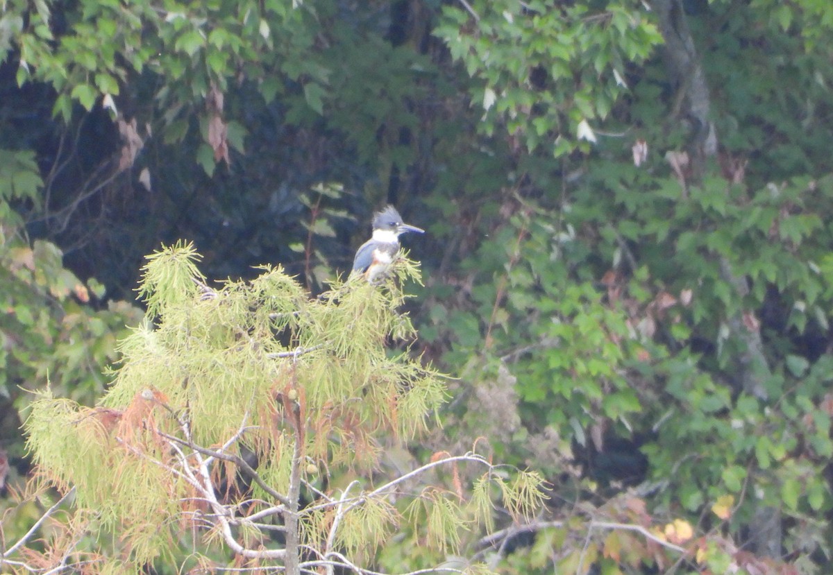 Gürtelfischer - ML645050901