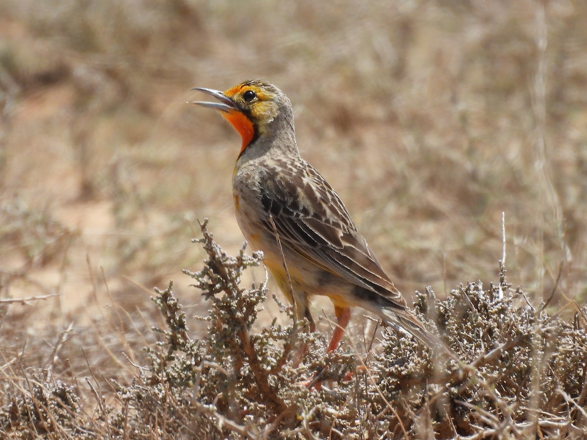 Orange-throated Longclaw - ML645050908