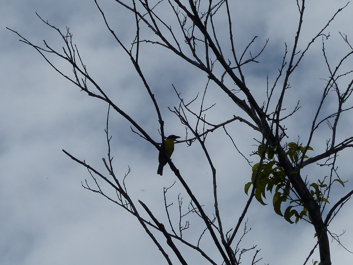 Boat-billed Flycatcher - ML645050925