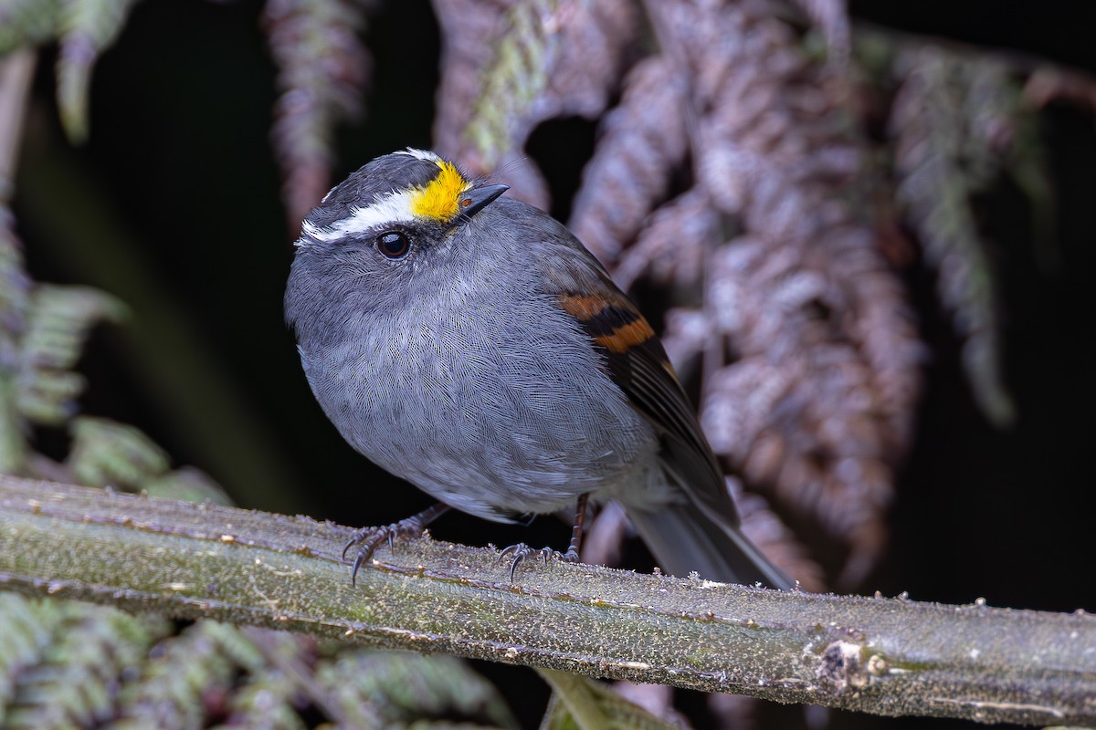 Crowned Chat-Tyrant - ML645050942