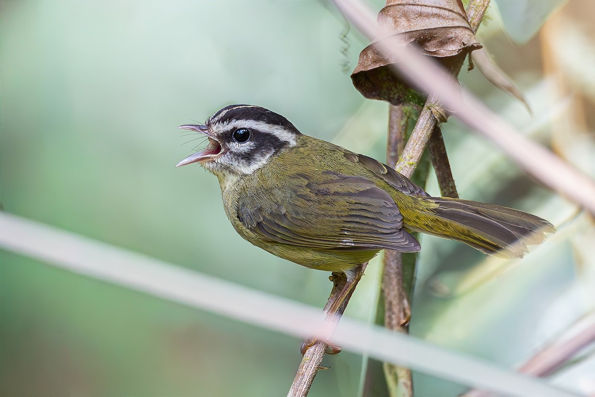 Yungas Warbler - ML645050952