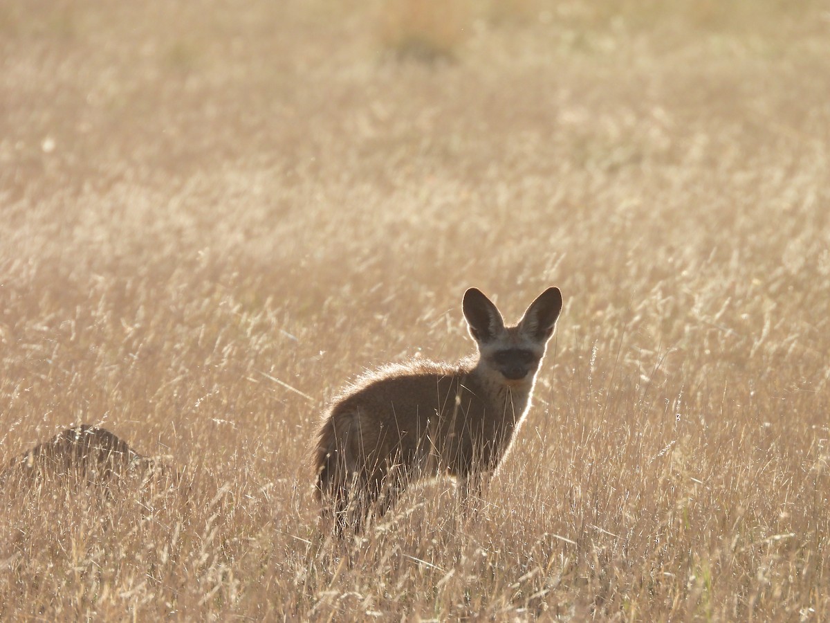 Bat-eared Fox - ML645050956