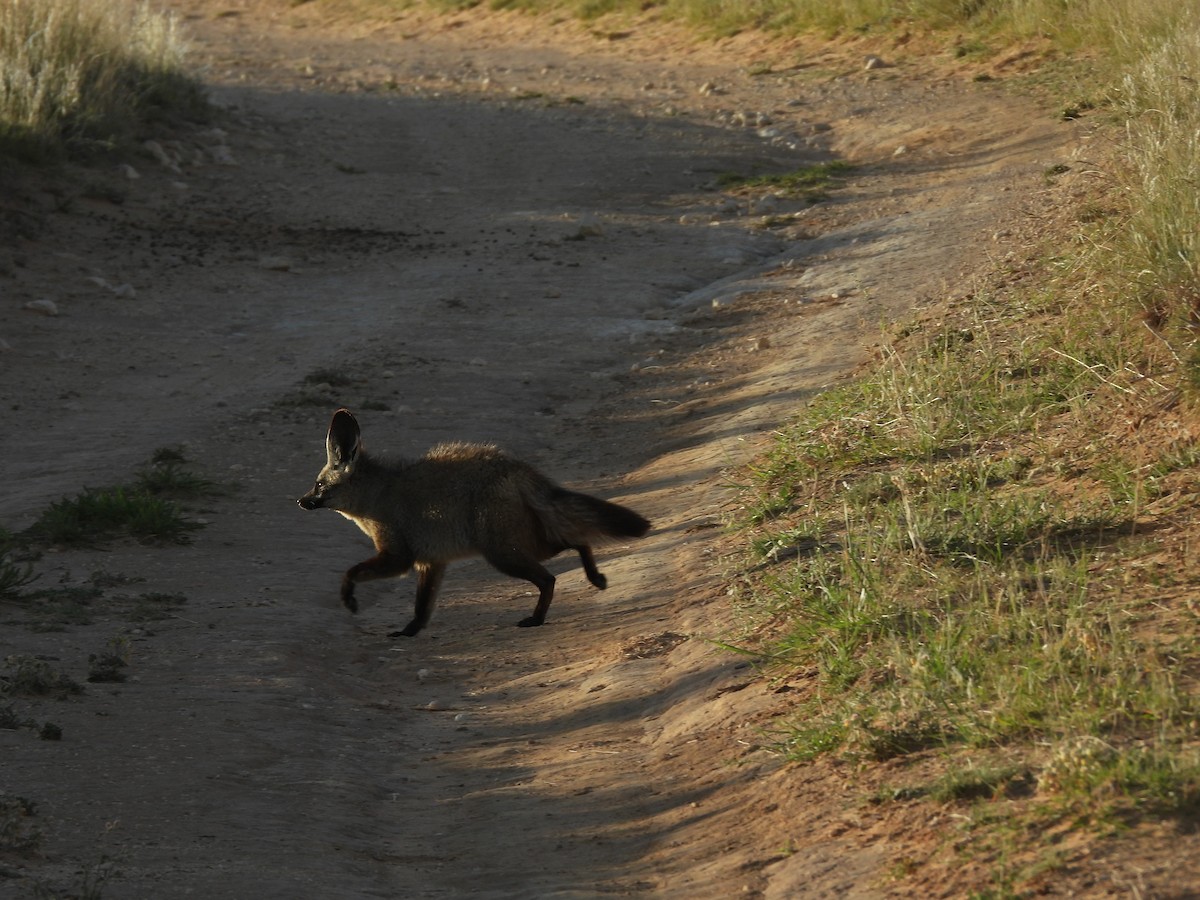 Bat-eared Fox - ML645050957