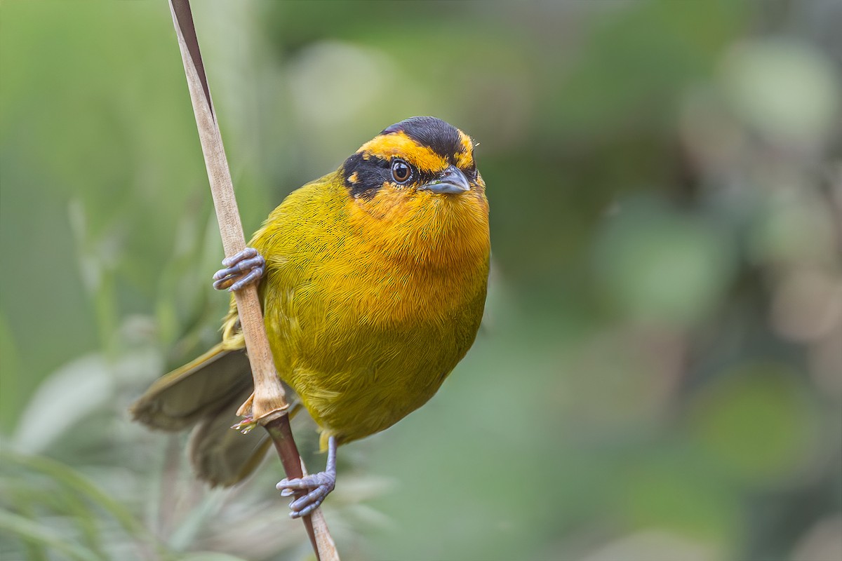 Orange-browed Hemispingus - ML645050969