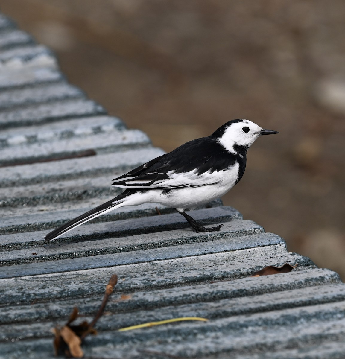 Bergeronnette grise - ML645050978