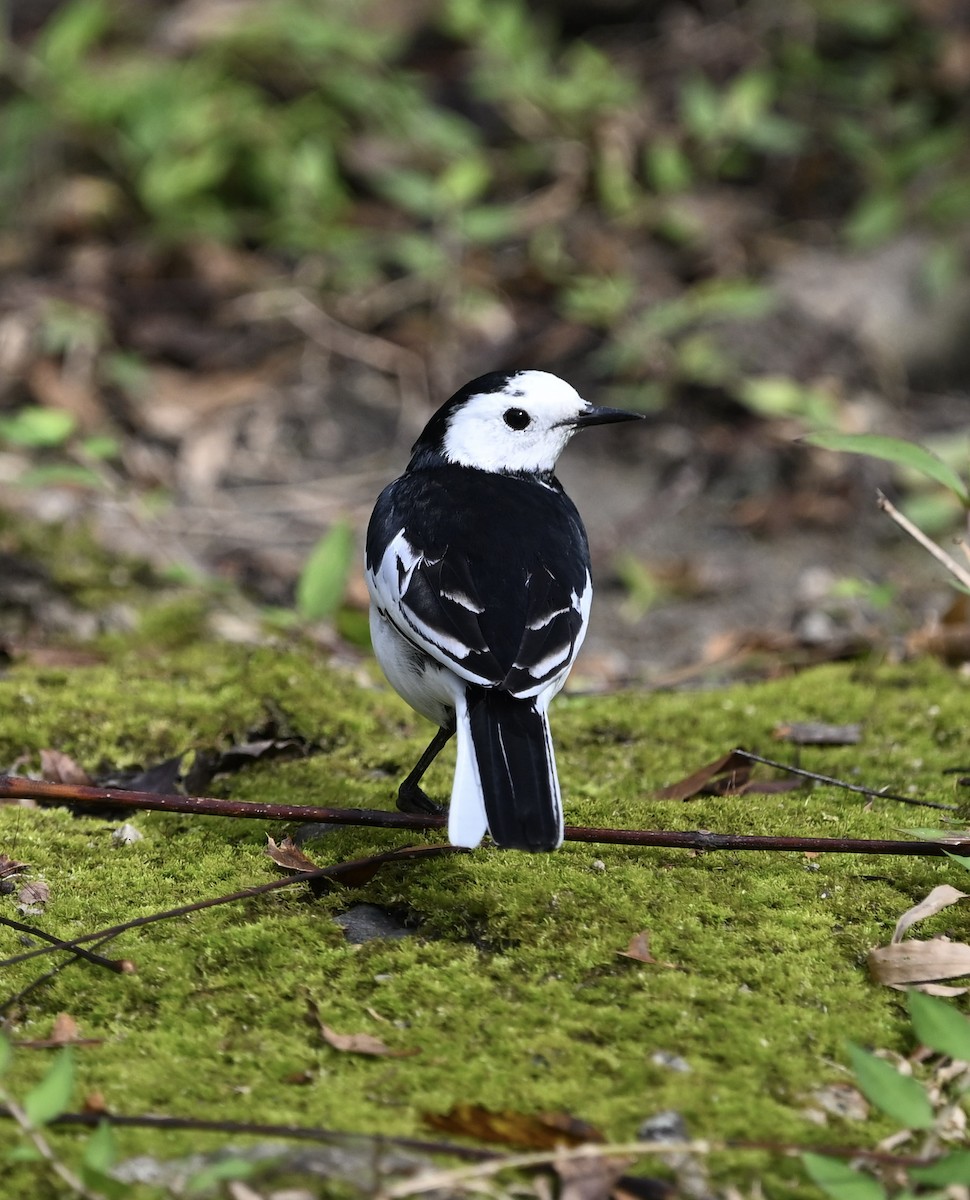 Bergeronnette grise - ML645050979