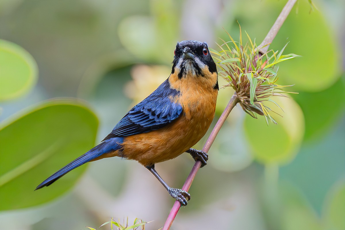 Chestnut-bellied Mountain Tanager - ML645050994